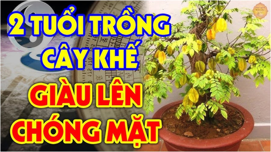 2 tuoi nay trong khe giau co nhu y