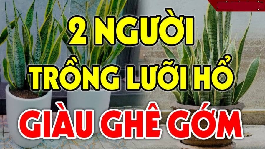 2 nguoi trong cay luoi ho giau co