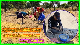 Linh Philip || Hướng Dẫn Kỹ Thuật Trồng Và Cắt Bổ Khoai Giống Của Việt Nam Sang Châu Phi - YouTube