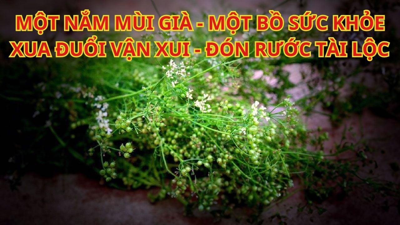 Tại sao tổ tiên người Việt dặn con cháu tắm nước lá mùi ngày cuối năm? Dùng lá khác thay thế được không?