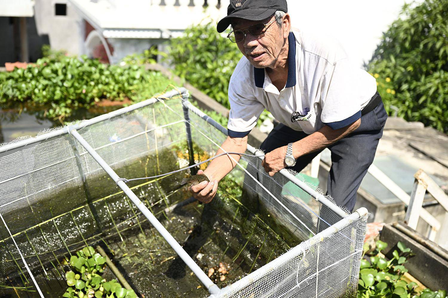 Những con cá rȏ phi sinh sȏi tṓt giúp gia ᵭình ȏng Tuấn cải thiện bữa ăn hằng ngày