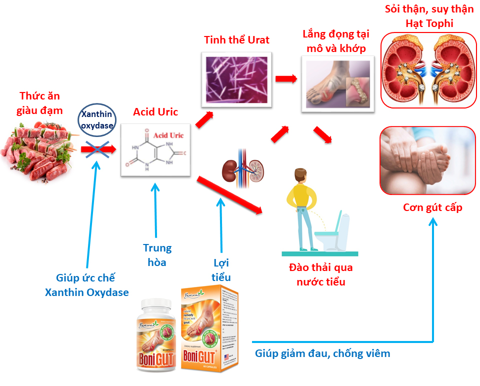 Cơ chế vượt trội của BoniGut+