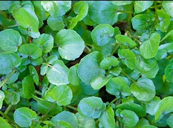 Cải xoong là nguyên liệu quen thuộc trong nhiều bữa ăn của gia đình Việt, đồng thời là nguồn dưỡng chất tự nhiên quý giá, đặc biệt tốt cho tim mạch và xương khớp. 
