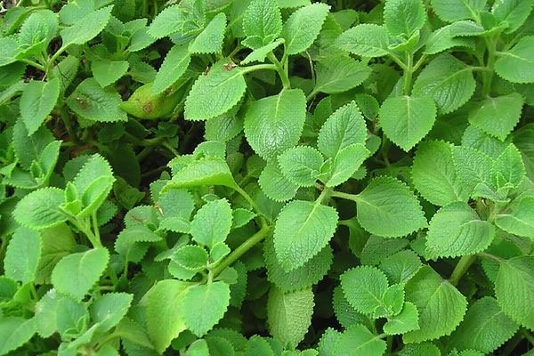 Húng chanh có tác dụng gì?