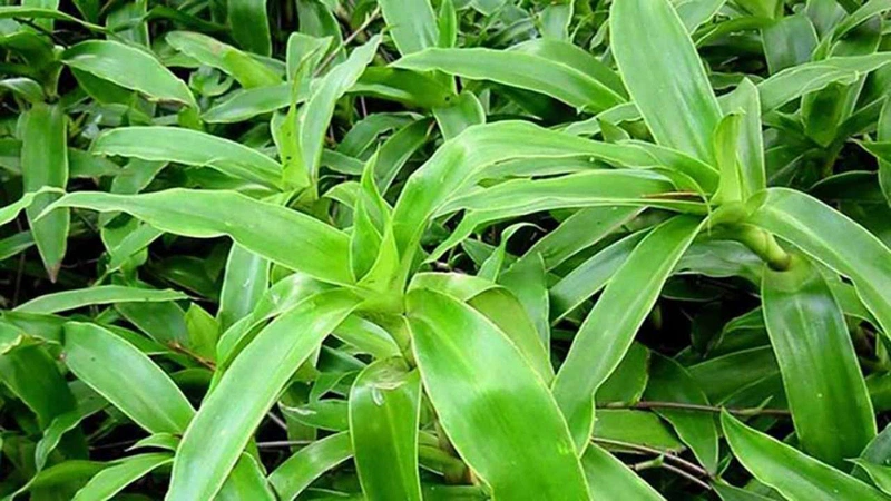 Top 5 loại lá cây chữa đau thượng vị hiệu quả nhất 1