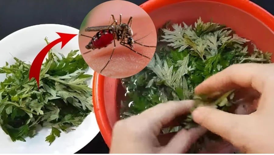 Bạn chỉ cần lấy nắm lá ngải cứu vò nát rồi mang đặt vài chỗ trong phòng, tự khắc muỗi bay đi hết, yên tâm ngủ ngon. 