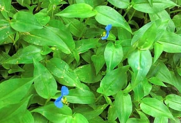 Thài lài trắng là loài cây dại quen thuộc, thường mọc ở những nơi ẩm thấp, ven đường hoặc bờ ruộng. 