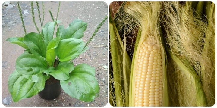 Râu ngô, bông mã đề có tác dụng gì? - 1