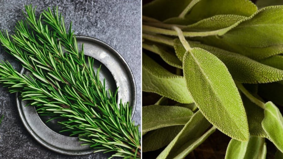 Lá hương thảo (bên trái) và lá xô thơm là những loại lá có thể giúp khử mùi hôi của cơ thể một cách tự nhiên.