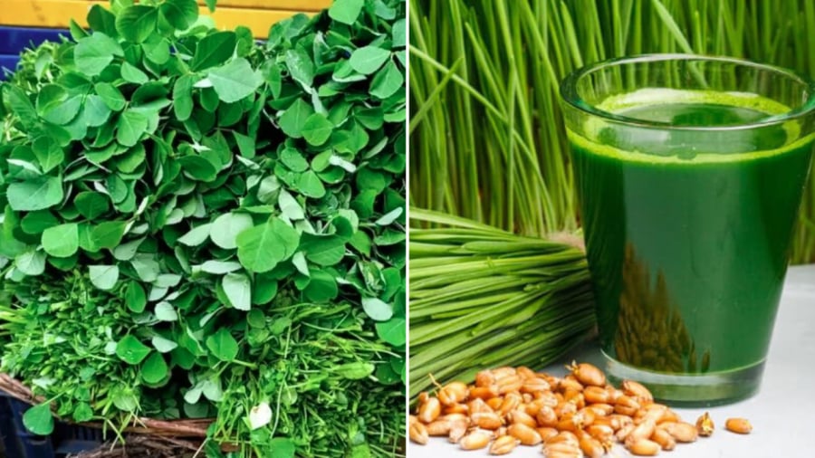 Cỏ cà ri (bên phải) và cỏ lúa mì có thể hỗ trợ việc đào thải chất độc ra khỏi cơ thể, kháng khuẩn, giúp khử mùi hôi.