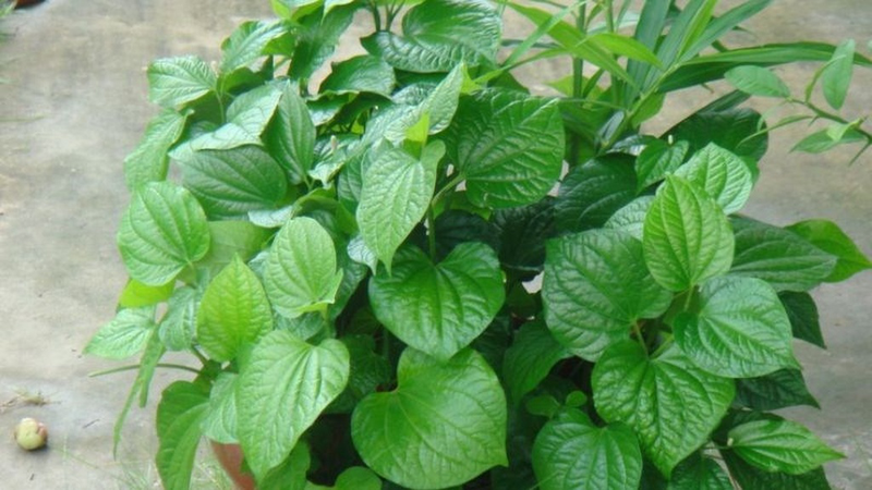 Ngâm chân bằng lá lốt thường xuyên có tốt không? 1