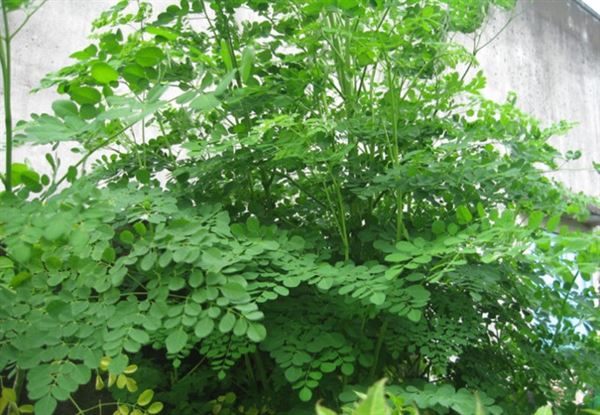 Có nên uống rau chùm ngây chữa ung thư không?