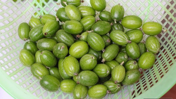 Quả nhót non có màu xanh, vị chua chát rõ rệt. (Ảnh minh họa)