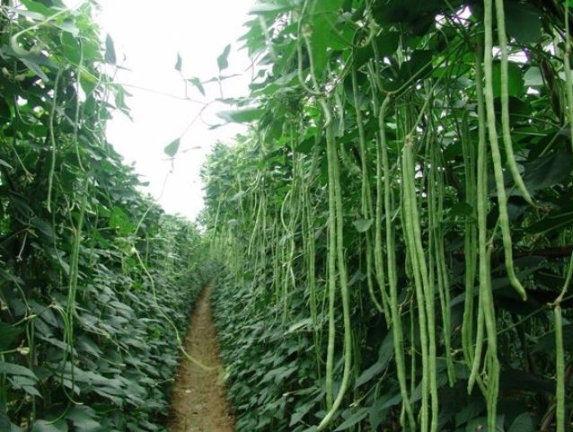 Loại rau dài nhất Việt Nam, vừa bổ xương vừa ngừa ung thư, ở quê mọc um tùm như cỏ - Ảnh 1.