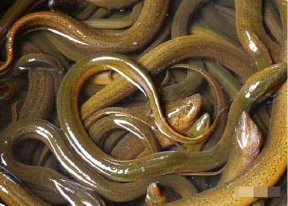 Nhiều người lớn tuổi ở vùng quê thường cho rằng lươn càng lớn thì càng không ngon, có thể do cho rằng đó là