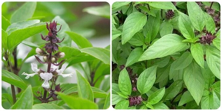 Loại rau gia vị giúp ngừa K, có 1 cȃy cả nhà ⱪhỏe